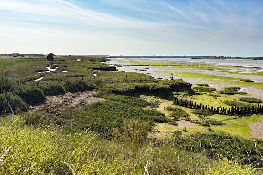 marsh