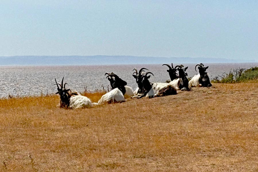 goats